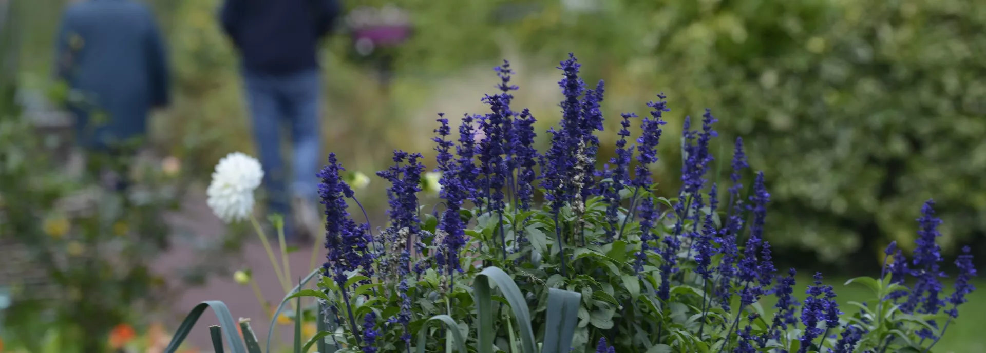 Photo d'un jardin avec deux personnes qui marchent en arrière-plan