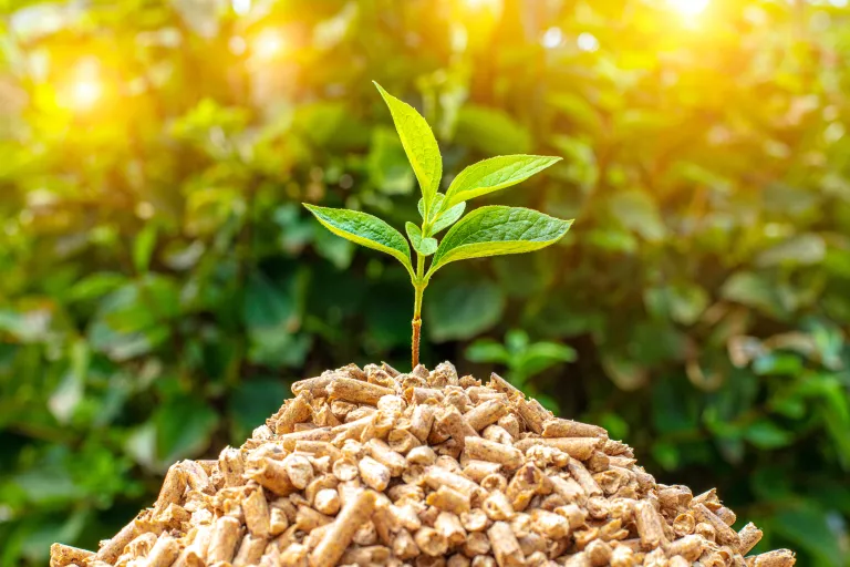 petite plante poussant sur des granulés de chauffage