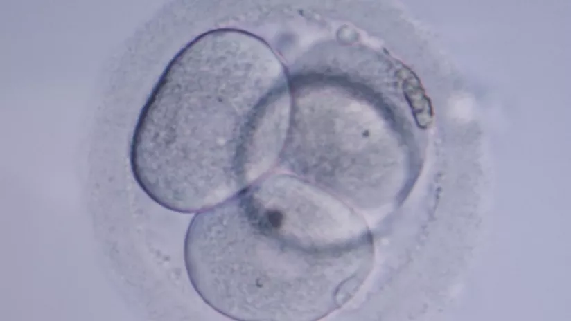 Cellules